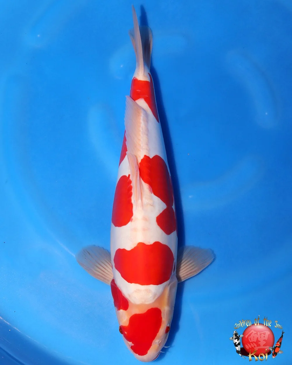 金雀　飛翔　1800ml China Taiwan 1995 #349 Trout Fish Stamps 櫻花鉤吻鮭魚 | eBay